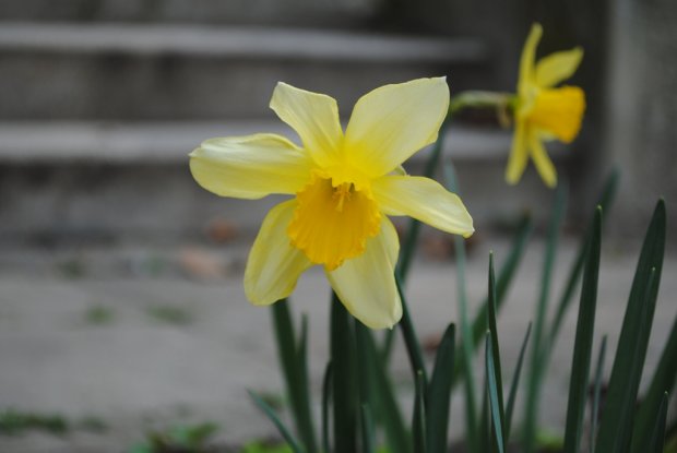 Nárcisz (Narcissus)